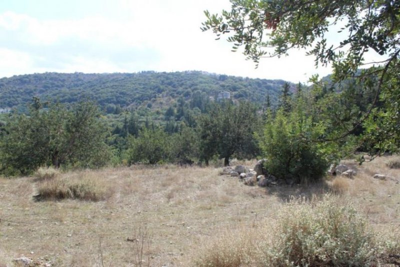 Douliana Riesiges Grundstück mit Ruinen, Wald, Olivenhain und Panoramablick Grundstück kaufen